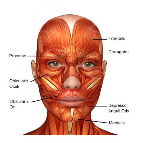 Face Anatomy Boise | Medical face Diagram Idaho