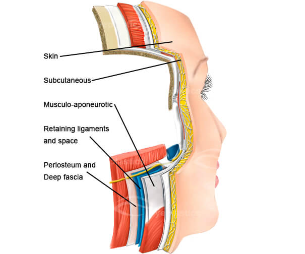 anatomy of face facelift surgery muscles